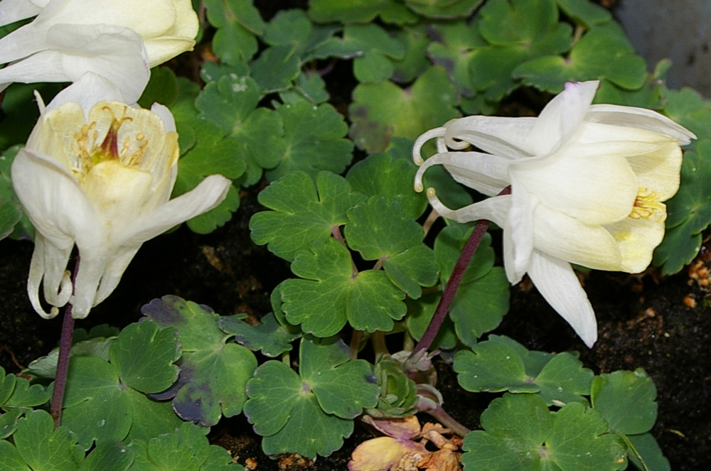 Aquilegia flabellata (specie coltivata)